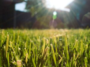 Close-up of freshly cut grass under the sunlight, showcasing the results of yard cleaning services in Chattanooga.