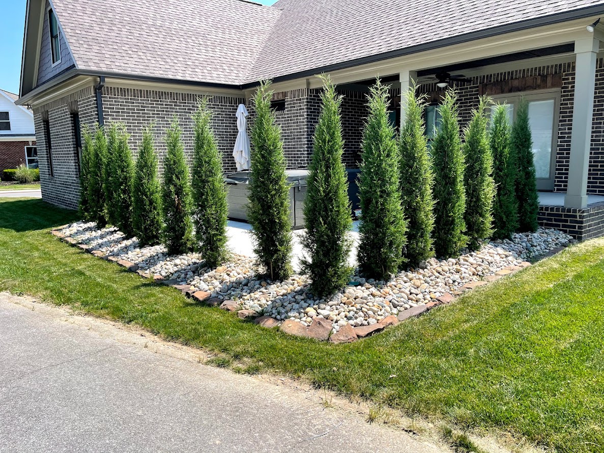 Privacy Landscaping Trees Privacy Trees For Screening Above A Fence