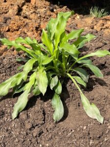Royal Standard Hosta