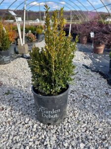 Baby Gem Boxwood
