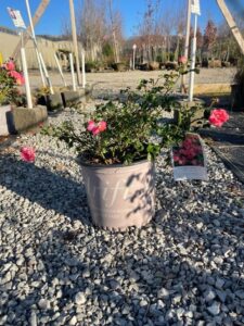 Coral Drift Rose