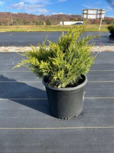 Gold Coast Juniper