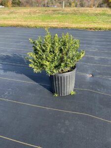 Hoogendorn Holly