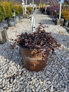 Purple Pixie Loropetalum