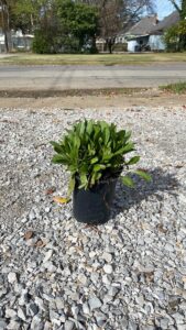 Shasta Daisy