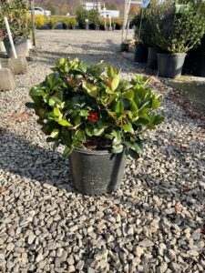 Snow White Indian Hawthorne