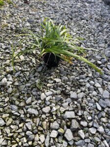 Big Blue Liriope