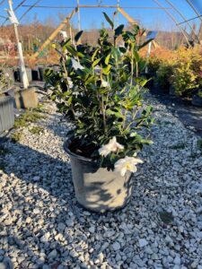 Winter's Snowman Camellia