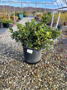 Delaware Valley White Rhododendron hybrid