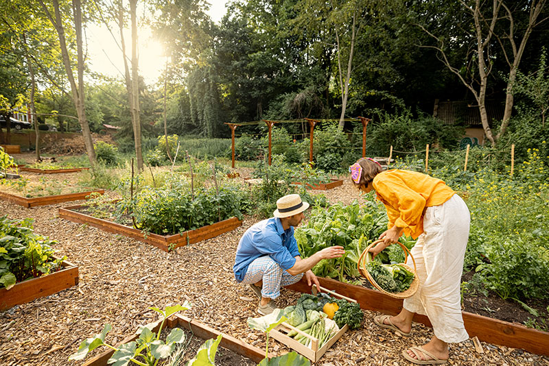 A couple in Chattanooga gardening in their expansive home garden in the springtime.