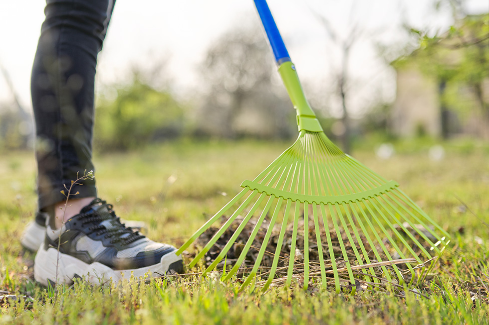 A homeowner raking leaves and sticks in their yard as part of a spring lawn cleanup.
