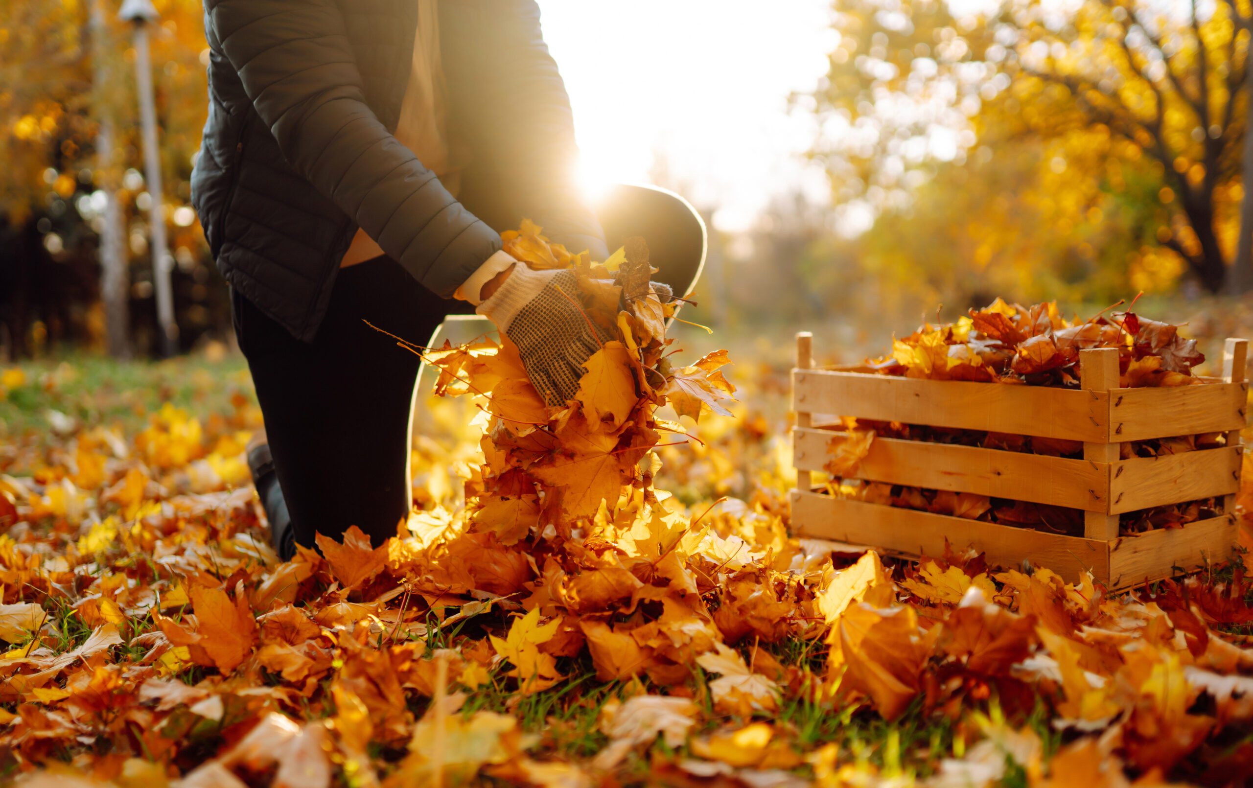 A man collecting leaves for fall yard cleanup