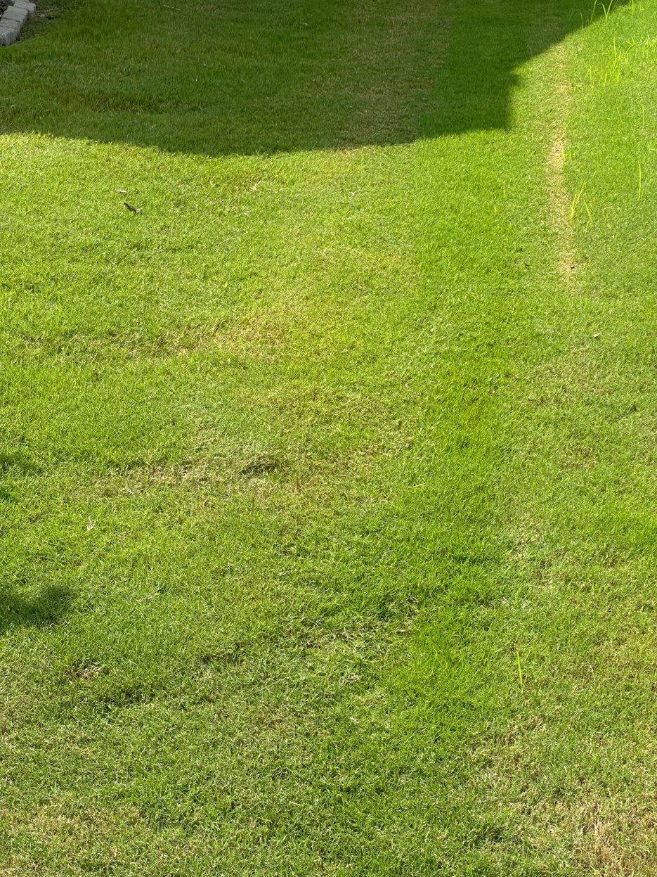 The finished result - a lush restored Bermuda grass lawn in Ooltewah TN with no visible signs of the French drain system beneath