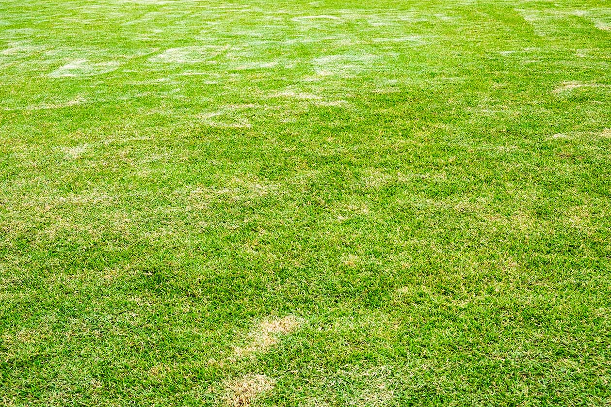 An unhealthy lawn with bare patches needing professional lawn service