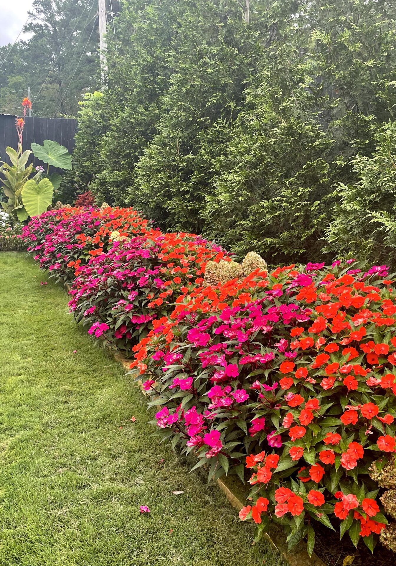 Privacy Trees in Ooltewah