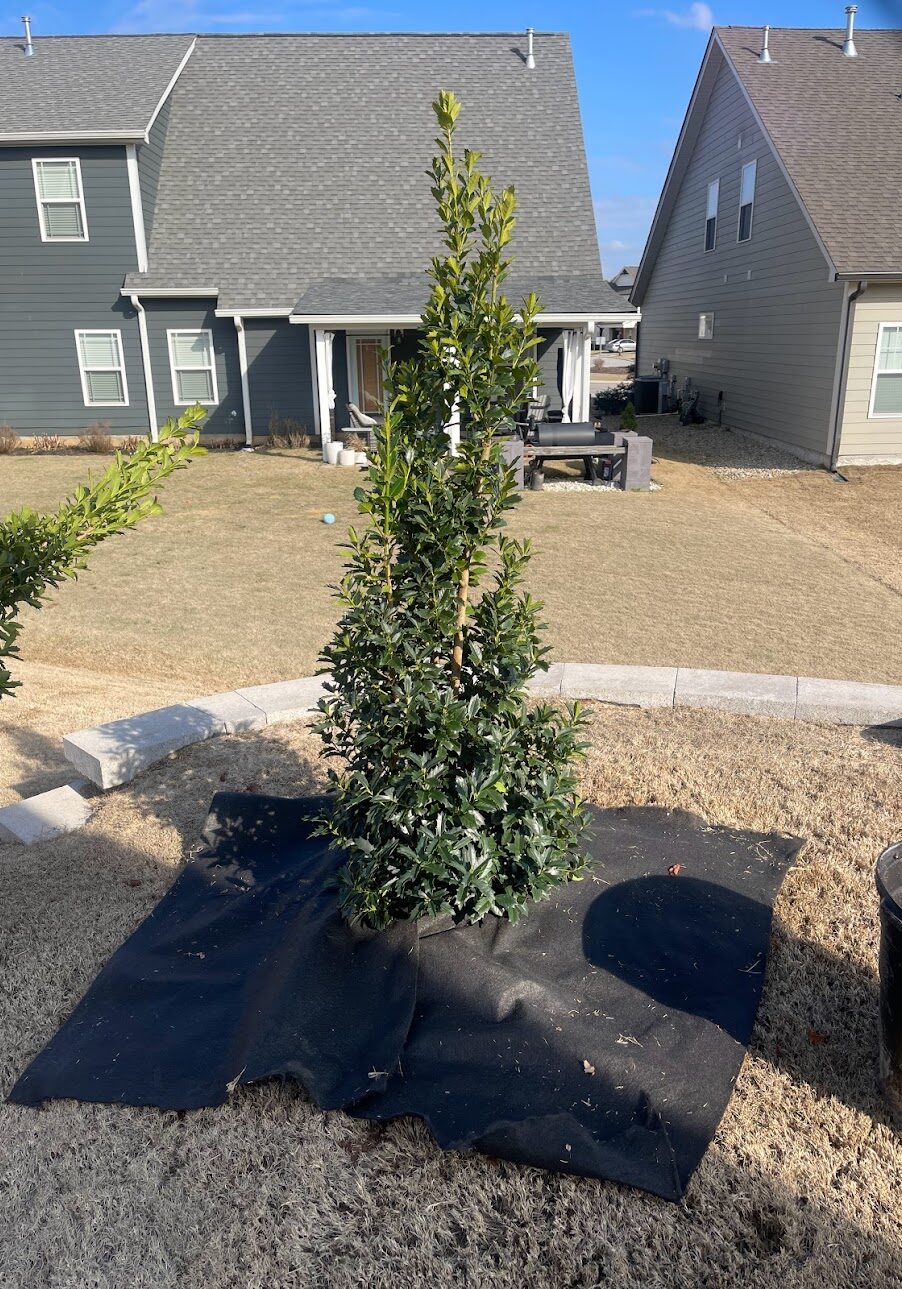 Oakland Holly