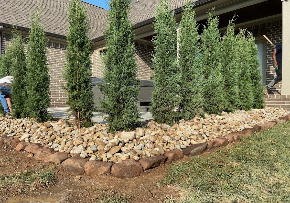 Privacy tree installation in ooltewah