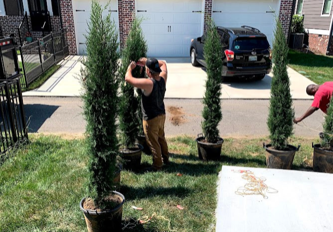 Ray Lawns preparing to install privacy trees in Ooltewah