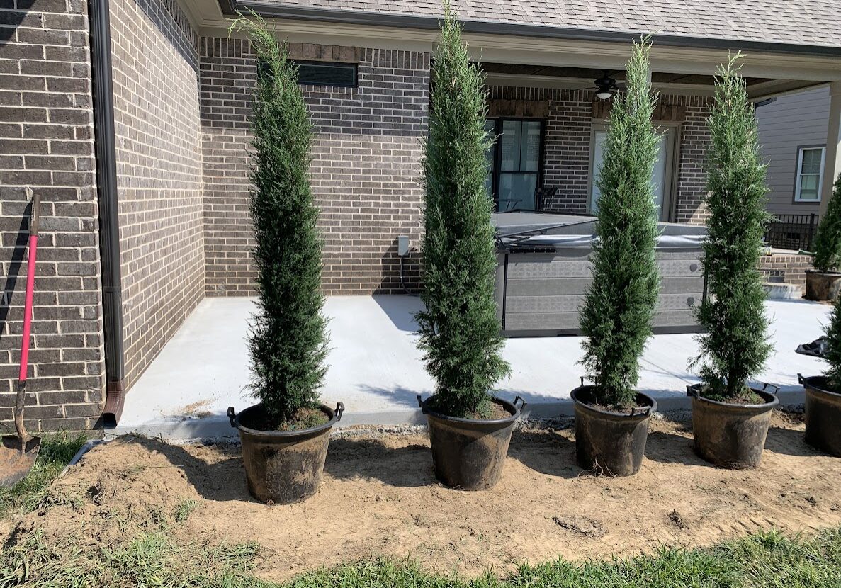 new privacy trees for a customer in Ooltewah