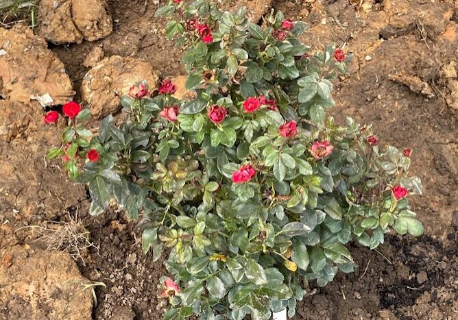 Landscaping in Ooltewah