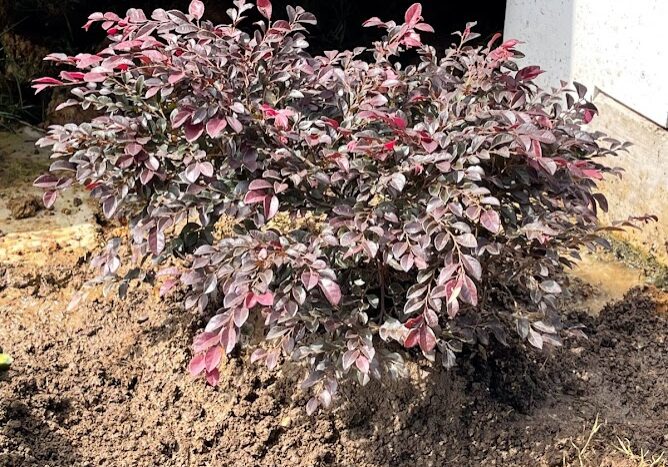Landscaping in Ooltewah