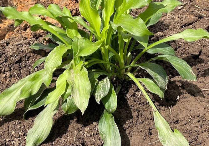 Royal Standard Hosta